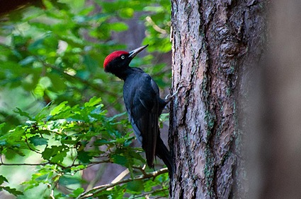 Kyffhäuser Schwarzspecht