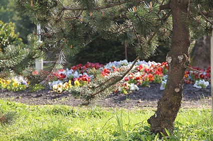 Rennsteig Blumenblüte