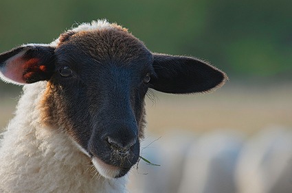 Thüringer Rhön Rhönschaf