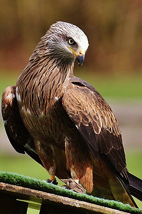 Thüringer Rhön Roter Milan