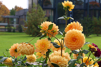 Dahlien Bad Köstritz Thüringen